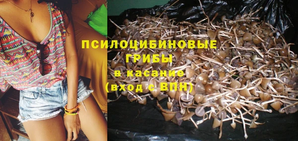 каннабис Ессентукская